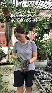 Dendrobium anosmum | Orchid Garden Cleanup Part 5: Pruning #orchid #plants #xuyenchigarden #dendr...