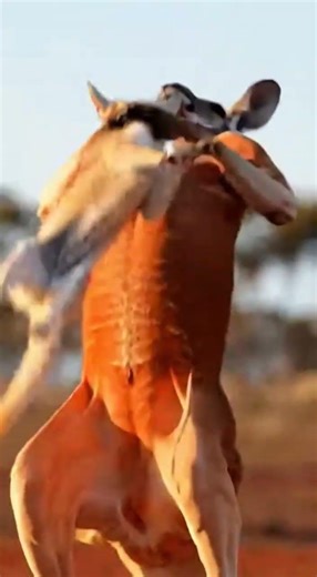 🦘 BOXING ROO! Kangaroo Throws Dingo into Sky! 🐕🥊