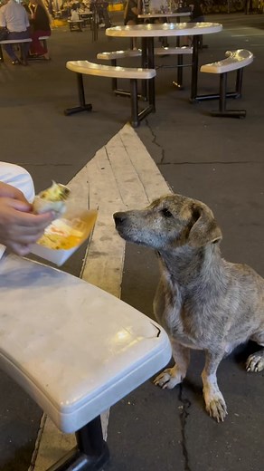 We found this grateful stray in one of the food parks in Mandaluyong. Here’s hoping that was tears of joy 🥹 hinatid pa nya kami sa parking after 🥹🥲🥺 #dogsoftiktok #fyp #straydog #mandaluyong #sweetdog #grateful #aspin #dogtok