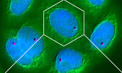 Why are cells important?