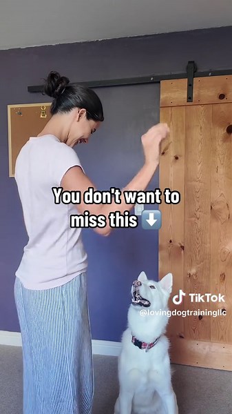 Master Dog Training with the Airplane Game
