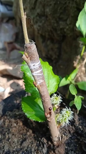 Mulberry root grafting techniques #gardeningideas #mulberry | GardeningFruit