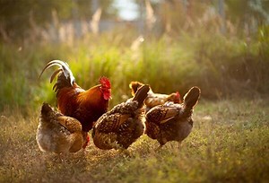 Les vermifuges pour poules - Gamm vert