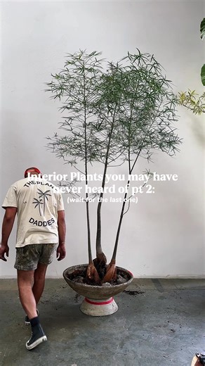 More plants you may not have heard of 🌴🌴 Comment your favorite below. We’ve also been getting a lot of questions about drainage, so let us know if you want us to make a video on how we care for our plants and how we manage drainage the right way.