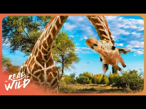 The Evolutionary Mystery of Giraffes