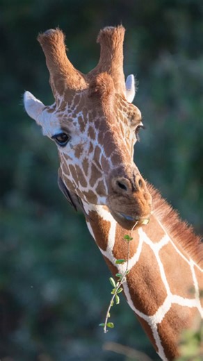 Giraffe feeding habits: Insights on leaves, twigs and trees