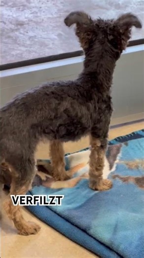 MINI ￼YORKIE #hundesalon #grooming #hundefriseur #pets