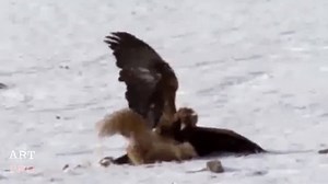 15 reactions | TOP 10 EAGLES HUNTING: Wolves, snakes, dogs and even people | Animal world | Facebook