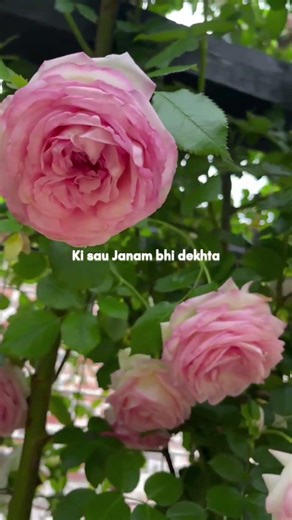 Na hoke bhi kareeb tu 💖 hamesha pass tha ~Arijit Singh|whatsapp status|love status#lyrics #trending