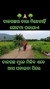 783K views · 21K reactions | #treemanbijayajena #treeman #odisha #village #villagelife #TreePlantation #palmtrees #lighting #awarness #viralreelschallenge | Tree Man Bijaya Jena | Facebook