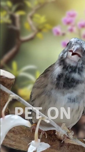 Blackhtroat Canary Singing E1 #birdsinging #Canary #finch