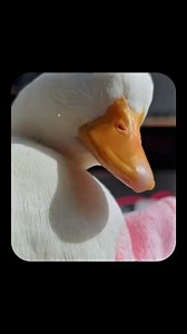 Sad Backwards Is Das… And Das Not Good! 😂🙃 #hopelesscore #hopecore #funny #sad #happy #ducks | Hopelesscore