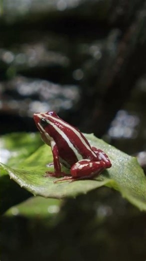 Epipedobates tricolor – Farbintensiver Pfeilgiftfrosch im Terrarium