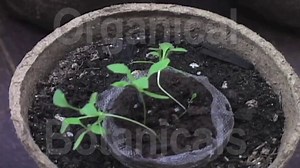 Grow Opium Poppies - Stage #1  -Germination, Sprouts, seedlings, seeds from http://OrganicalBotanica