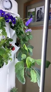 3.1K views · 109 reactions | Spring is in the air…. And in our cups.  It's National Nutrition Month and boy, do we have a way to load up on the plant-based goodness! Check out this smoothie recipe from Chloe Viesins, Qualifying Sales Coordinator, featuring fresh greens from her Tower Garden, berries and our high-protein Juice Plus+ Perform shake mix. Give your body a nutritional boost to fuel those first few days of Spring! 塞 | Juice Plus+ | Facebook