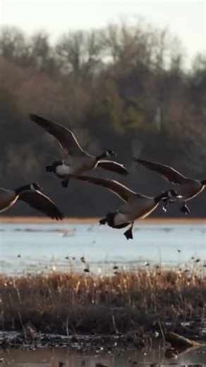 What call do you prefer? Single reed or double reed? 🦆