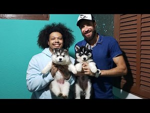 Entregando um filhote de Husky Siberiano 🐺 ep Poppy & Bubble 💙
