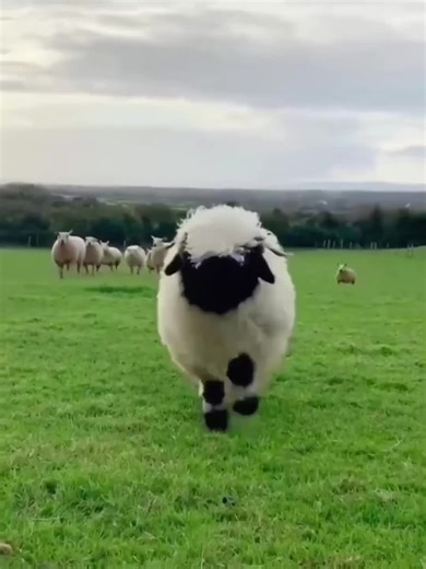 Cute Baby Lambs Jumping: Adorable Animal Moments