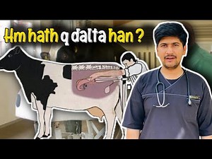 Doctors hath Q Dalta han? | Rectal Palpation in Dairy Cows for Pregnancy Detection
