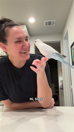 Jen Greenberg on Instagram: "I couldn’t wait to share her progress with you all ☺️ Stella is a 7 year old Quaker parrot who had two previous homes prior to landing here with me. She was surrendered because she couldn’t be handled and was very aggressive. I believe this is because she was misunderstood and no one ever took the time to earn her trust. 🥰 If you would like to help support Stella and the other rescues in my flock, please consider joining our Patreon. All subscription fees go towards