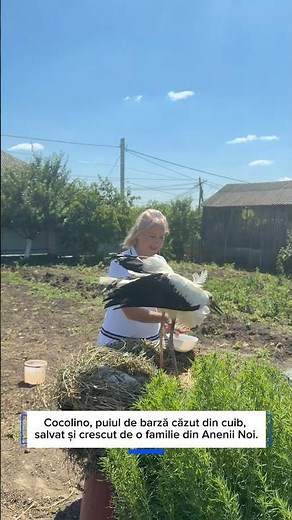 The story of Cocolino, the baby stork who fell from his nest, rescued and raised by a family in A...
