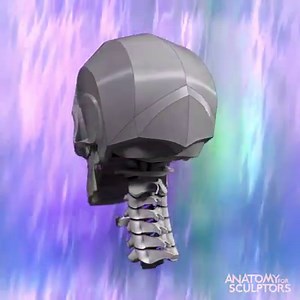 6K views · 298 reactions | You know that we do love color theory. With all the color-coding we have been doing in the new book. We started to feel like we are submerging in a wave. Our artist made a great representation. We call it "the floating head with funky waves in the background." *visual artists don't have to be creative name givers every time. Upcoming books Form of the Head and Neck - Partial update for February. | Anatomy For Sculptors | Facebook