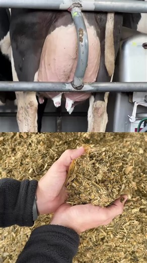 Ruminants Artificial Intelligence on Instagram: "Still calculating diets in spreadsheets? While many nutritionists still spend hours tweaking numbers and reviewing data, Ruminants AI does it in seconds — based on NASEM 2021 and 2016, ensuring precision, safety, and efficiency in formulations. No more manual errors or rework. Now, you can have an intelligence that analyzes diets, interprets results, and helps you make more assertive decisions. Click the link in bio and try Ruminants AI free for 7