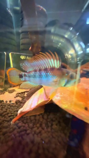 Tóc tai dựng quá 🔥 Apistogramma Inka50 | Quang Nguyễn