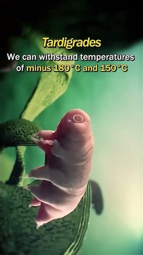 Are tardigrades aliens? #cosmology #universe #planet #cosmologist @Beyondobservableuniverse