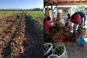 Local farmers struggle with unsold excess crops amid pandemic. Here's how to help.