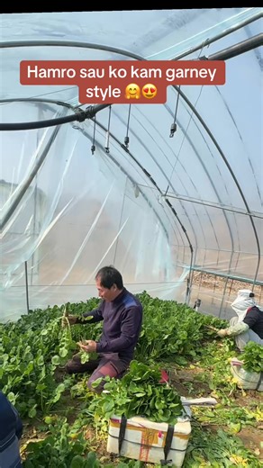 Exploring Agriculture Work in South Korea