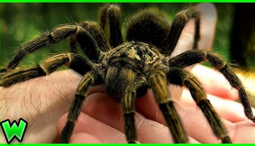 The tarantula threat most people dismiss until it is too late