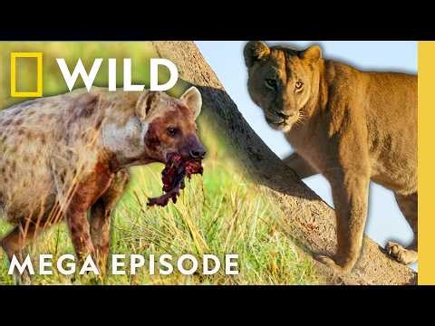 Battle for Power on the African Savanna | Savage Kingdom MEGA Episode | Nat Geo Animals
