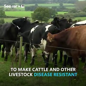 683K views · 2.3K reactions | Here’s what happened when jellyfish genes were inserted into mouse DNA. | Seeker by The Verge | Facebook