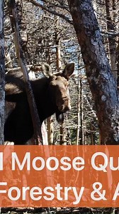 22K views · 80 reactions | Ever wonder how wildlife officials make big decisions about big game quotas every year? Check out this moose management overview with Wildlife Division director Blair Adams to learn more about the science behind the hunting season. | Government of Newfoundland and Labrador | Facebook