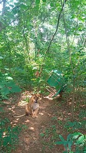 Lion catching https://cubotlifestyle.com/products/mobile-phone-cubot-note-40 | Bapi Vfx Pradhan