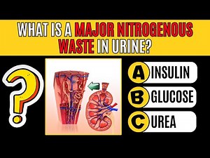 Can You Pass This Urinary System Quiz? 💧 | 30 Anatomy Questions to Test Your Knowledge
