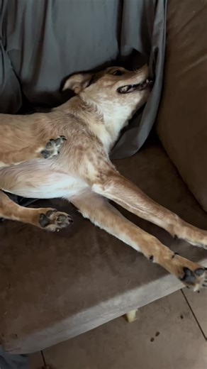 This is what a grand mal seizure looks like. It is terrifying to watch. My vet said he was totalky unaware what was happening. Sometimes he cries and the vet said it isn’t from pain, it’s because he is scared. Cayde is currently on zonisimide 100mg twice daily. I keep a seizure jouranal and i video when i can. These things will help my vet and i monitor and keep his seizures down.#ACD #redheeler #dogseizureawareness