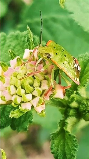 Green Stink Bug #nature #newcreator #worldexplorer #youtubeshorts #shahmeerg4c