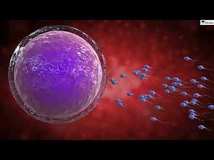 Introduction to Female Reproductive System Video Lecture | Biology Class 12 - NEET