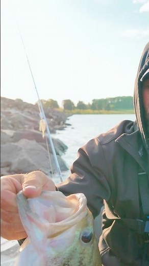 "Catching Big Largemouth Bass On The Chad Shad! (Swimbait Fishing)"