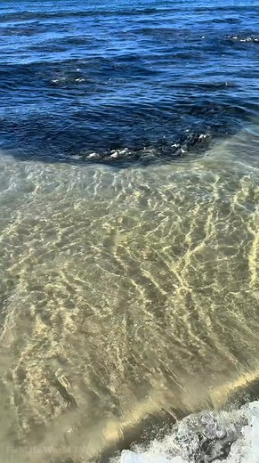 17K views · 186 reactions | So Many Fish Gathered Along The Shoreline.  . . #fish #oceanlife #MarineLife #FishLifeWorldTV | FishLife world TV | Facebook