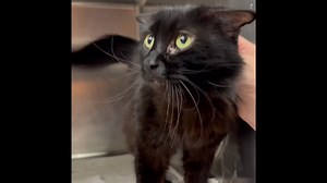 1.9K views · 84 reactions | RESCUED. ID 56524640 Meet Dorian Gray, a...