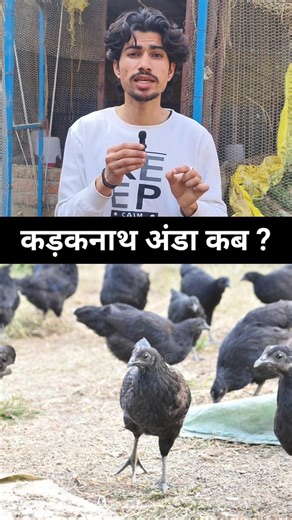 Kadaknath farming 🐔#kadaknathfarming #kadaknaath #murgifarm #chicken #farming #shorts #desimurgifarm
