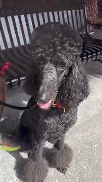 🐕‍🦺The English Boodle (Poodle) Dog Breed, Name Bebba @BinkyBoodles @boodlemoo @ToyBoodle