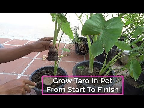 How To Grow Taro In Pot From Start To Finish