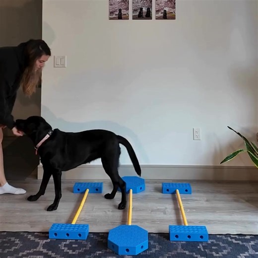 Upgrade your dog’s training gear, try modular FitKinect™! Now 30% off for a limited time! | FitPaws