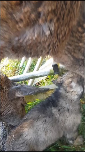 wolf pups eating dinner
