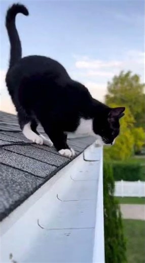 Funniest Cat Jump Fails Caught on Camera!