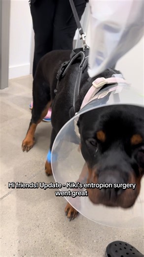 Kiki’s Successful Entropion Surgery Update